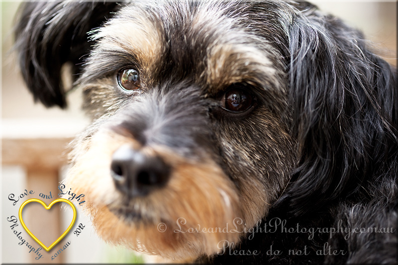 Sunshine Coast Pet Photography