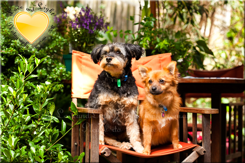 Sunshine Coast Pet Photography