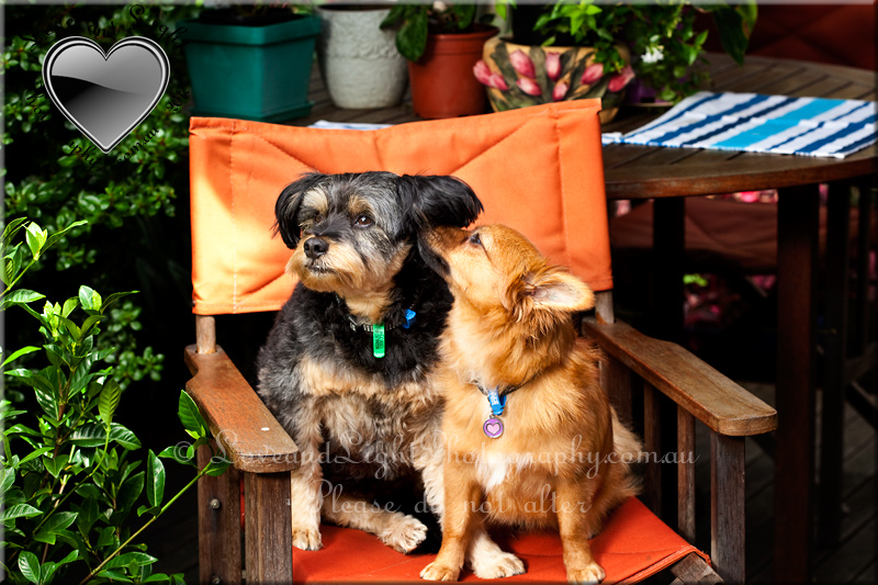 Sunshine Coast Pet Photography