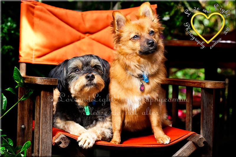 Sunshine Coast Pet Photography