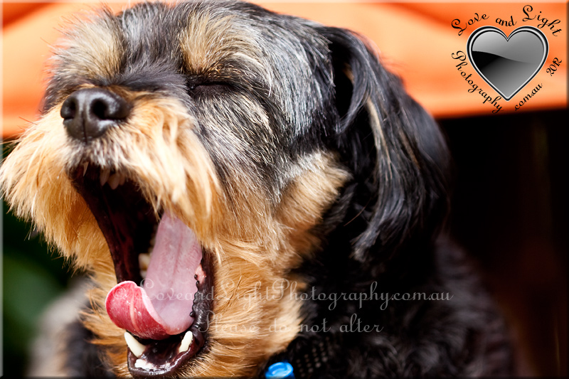 Sunshine Coast Pet Photography