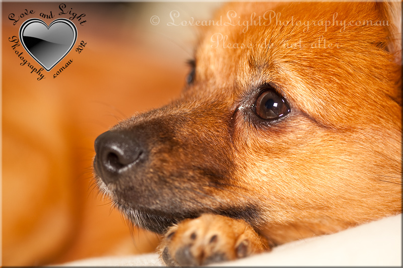 Sunshine Coast Pet Photography