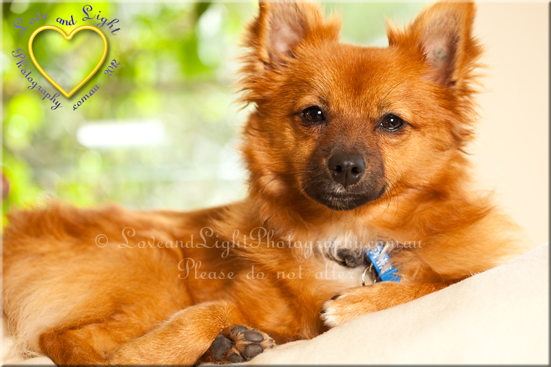 Sunshine Coast Pet Photography