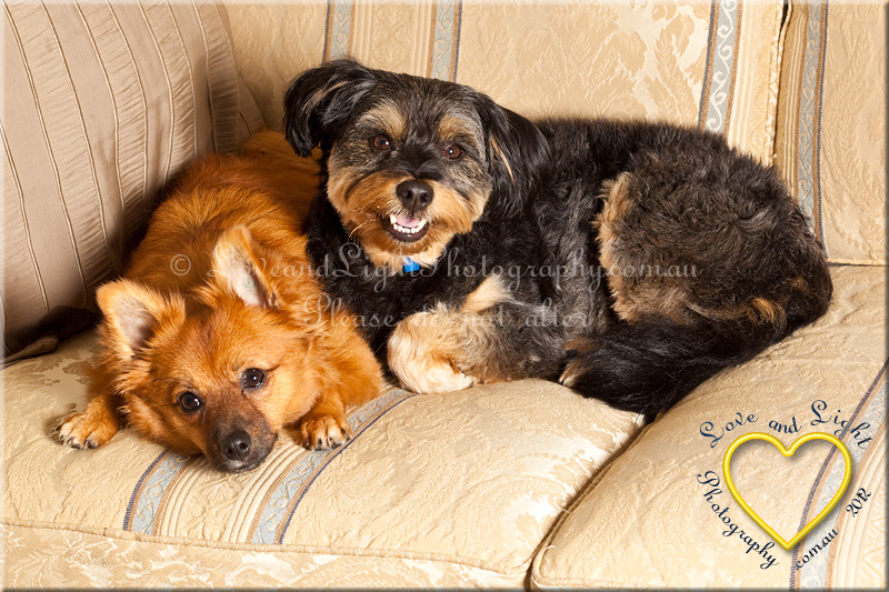 Sunshine Coast Pet Photography