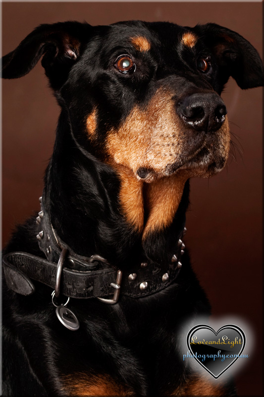 Sunshine Coast Pet Photography