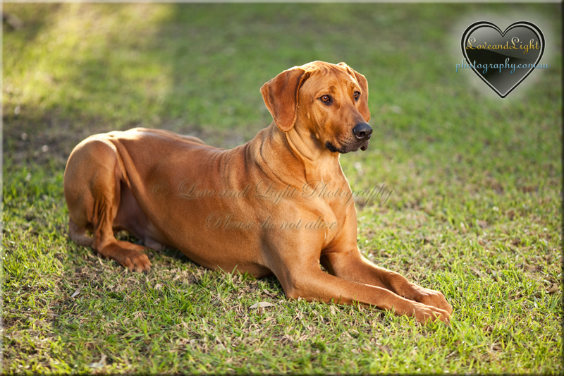 Sunshine Coast Pet Photography