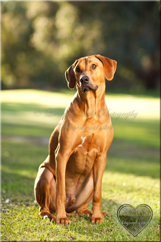 Sunshine Coast Pet Photography