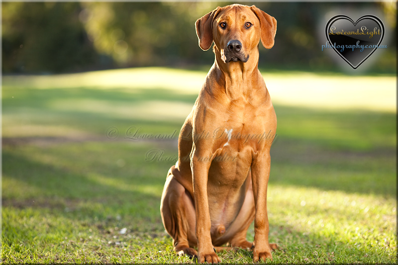 Sunshine Coast Pet Photography