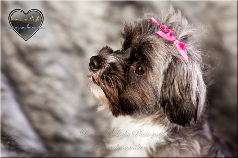 Sunshine Coast Pet Photography