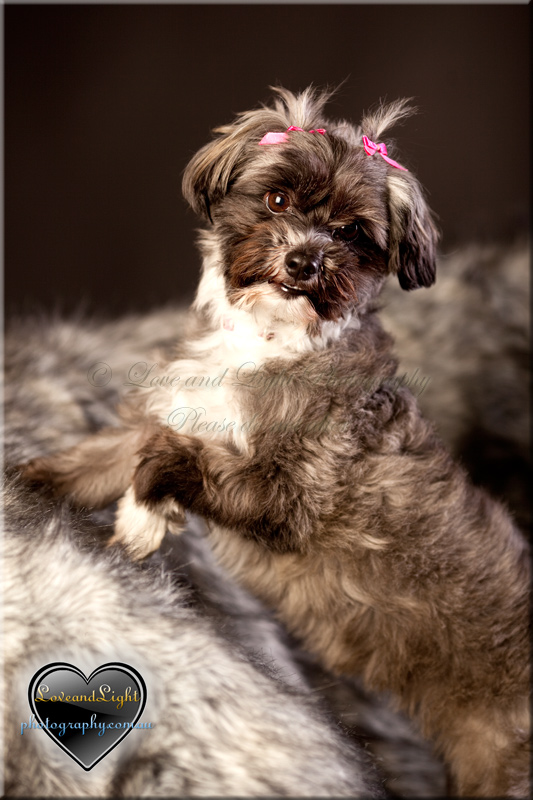 Sunshine Coast Pet Photography