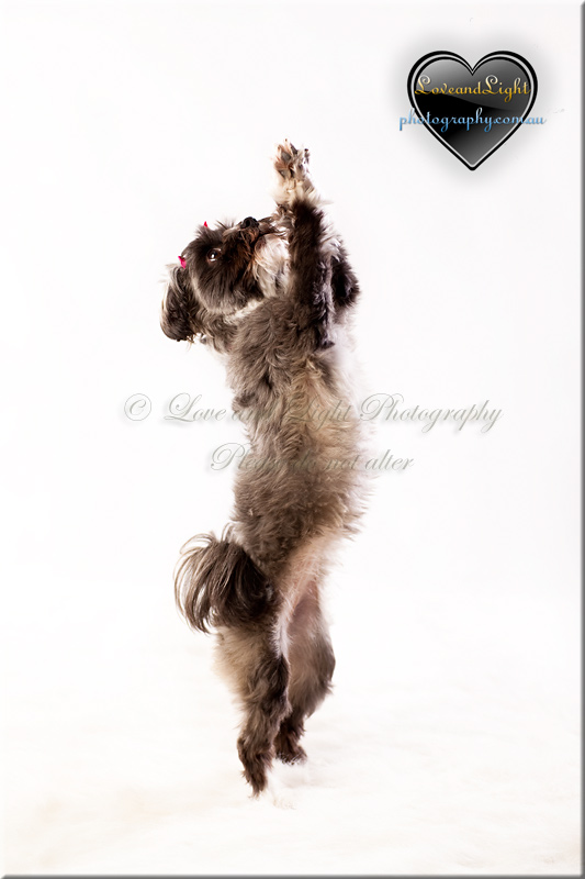 Sunshine Coast Pet Photography