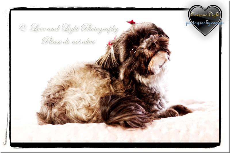 Sunshine Coast Pet Photography