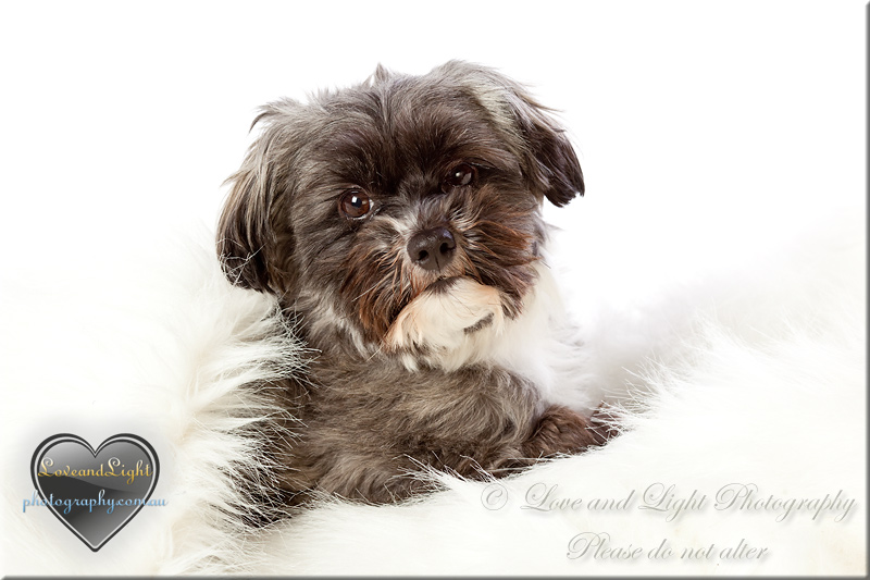 Sunshine Coast Pet Photography