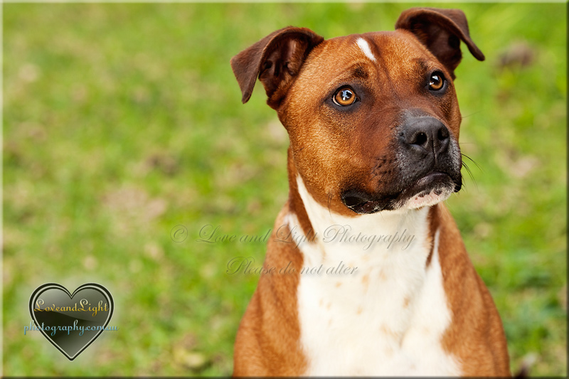 Sunshine Coast Pet Photography