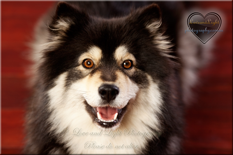 Sunshine Coast Pet Photography