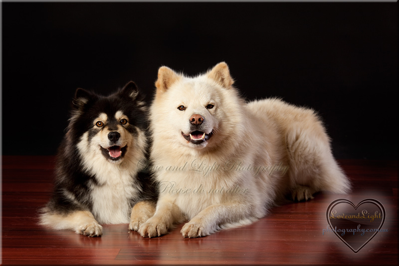 Sunshine Coast Pet Photography