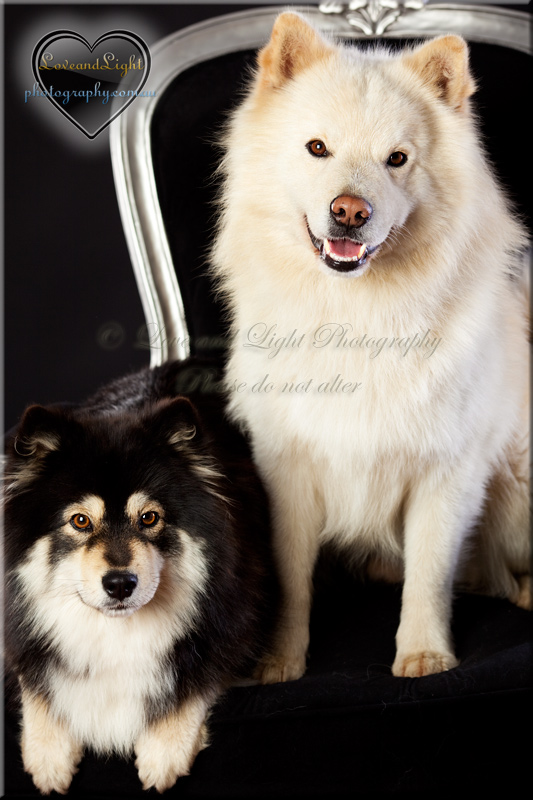 Sunshine Coast Pet Photography