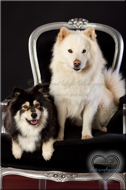 Sunshine Coast Pet Photography