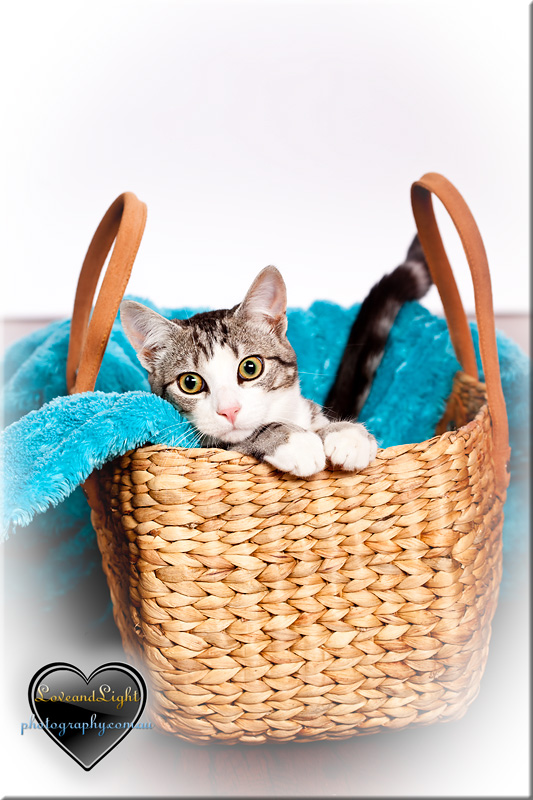 Sunshine Coast Pet Photography