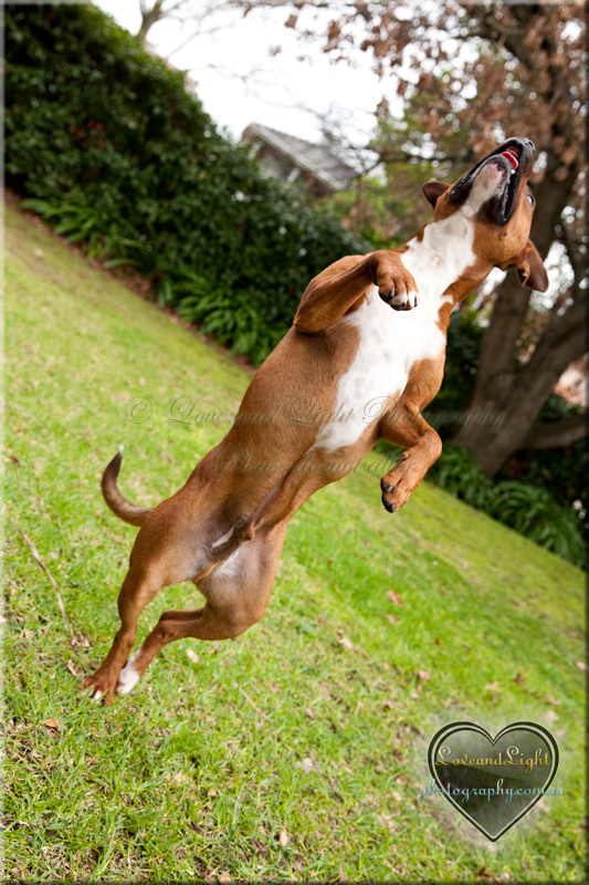 Sunshine Coast Pet Photography