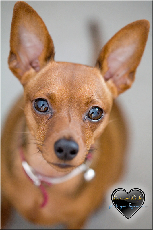 Sunshine Coast Pet Photography