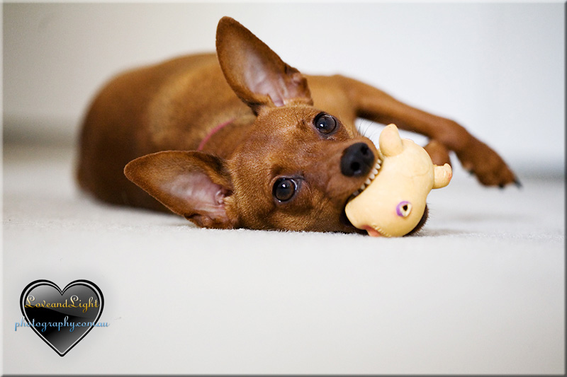 Sunshine Coast Pet Photography